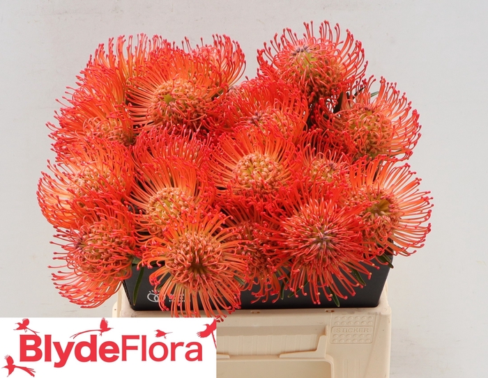 <h4>Leucospermum cordifolium 'Succession'</h4>