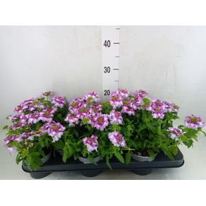Verbena  'Lanai Twister Blue'