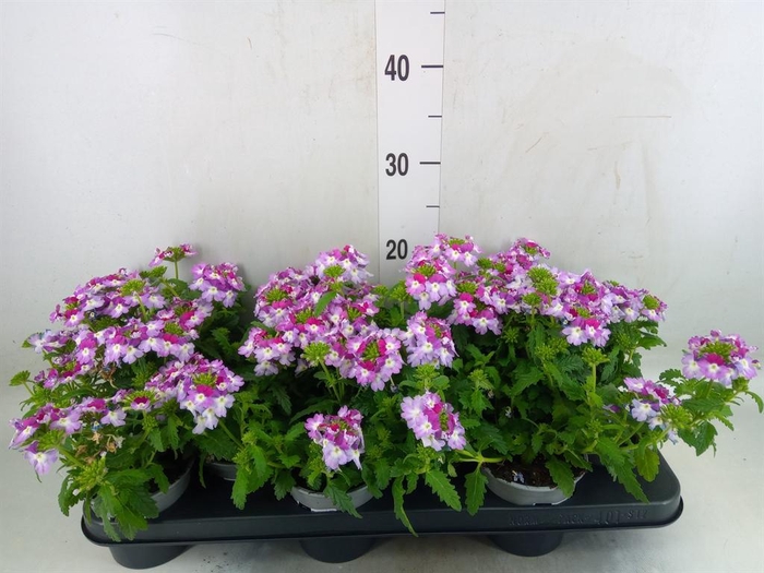 <h4>Verbena  'Lanai Twister Blue'</h4>