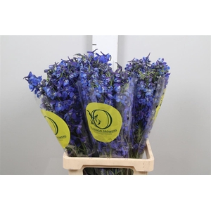 Delph En Volkerfrieden