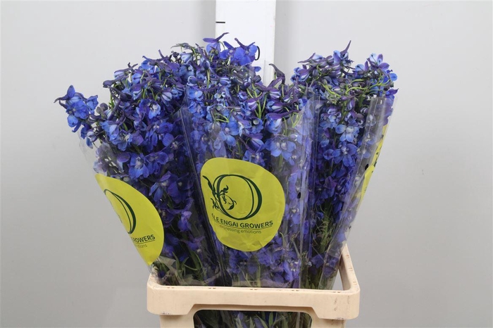 <h4>Delph En Volkerfrieden</h4>