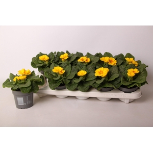 Primula ac. 'Cairo Golden Yellow'