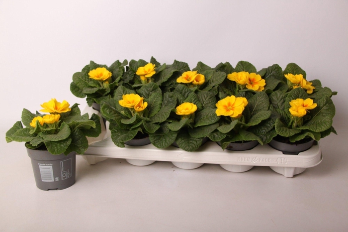 <h4>Primula ac. 'Cairo Golden Yellow'</h4>