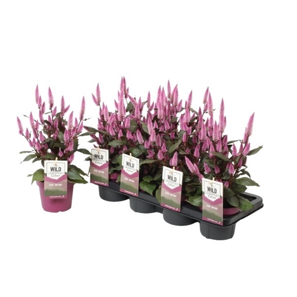 <h4>Celosia 'Wild Pink' (Gardenplant) P14</h4>