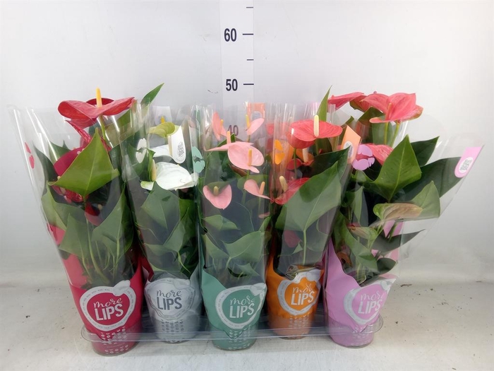 <h4>Anthurium ...mix</h4>