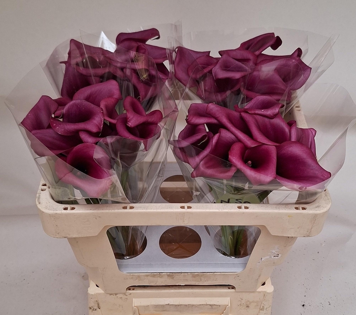 <h4>ZANT DURBAN</h4>