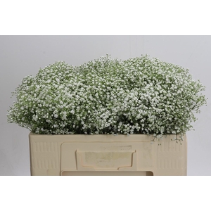 Gyps Zinzi Discovery