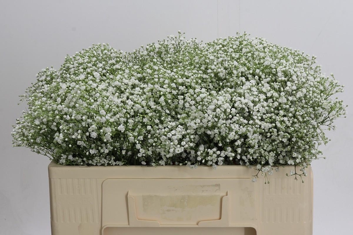 <h4>Gyps Zinzi Discovery</h4>