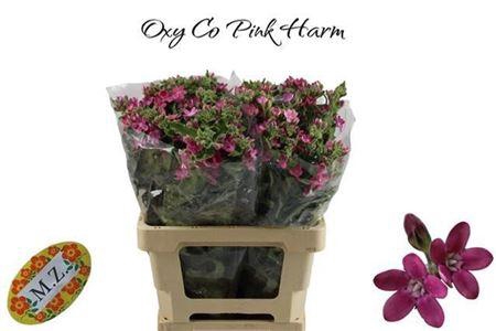 Oxypetalum Co Pink Harmony