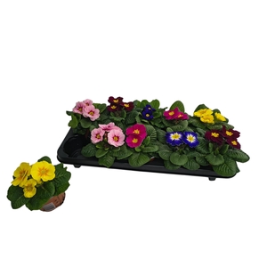 PRIM ACAULIS GEMENGD