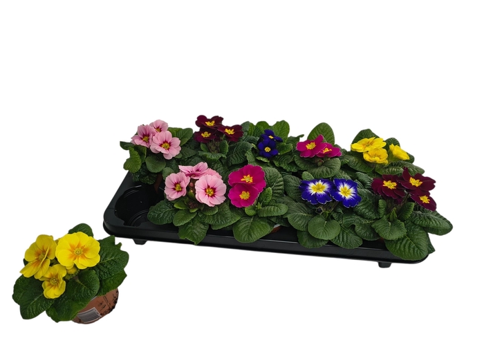 <h4>PRIM ACAULIS GEMENGD</h4>