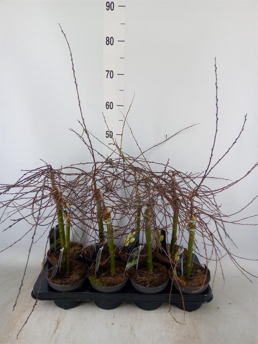 <h4>Salix repens 'Iona'</h4>