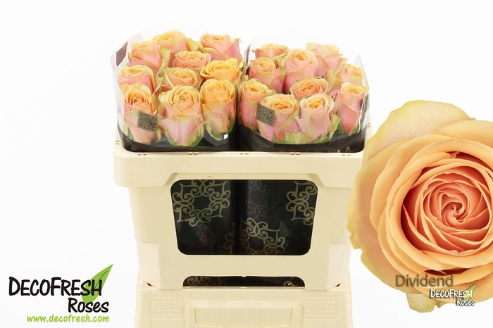 <h4>R Gr Dividend</h4>