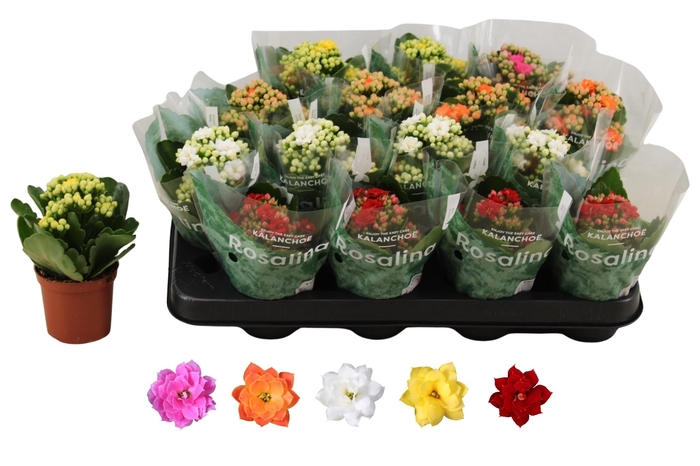 <h4>KAL GE RO GEM 5 KL</h4>