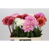 Dahlia Gemengd in fust