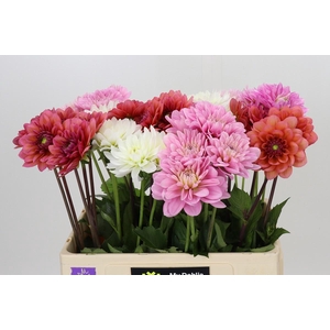 Dahlia Gemengd in fust