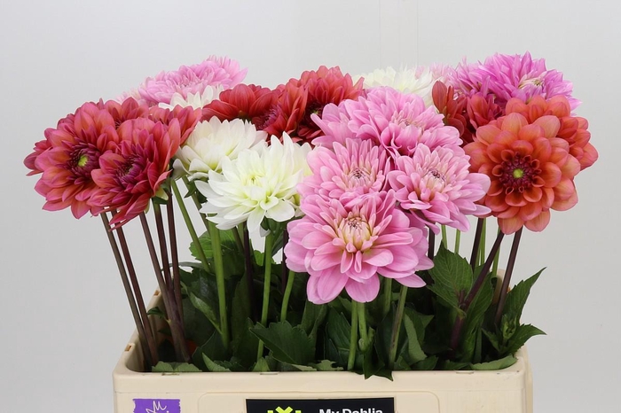 <h4>Dahlia Gemengd in fust</h4>