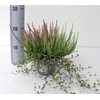 Callu Gg Kombi + Muelenbeckia