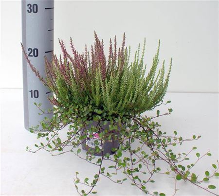 Callu Gg Kombi + Muelenbeckia