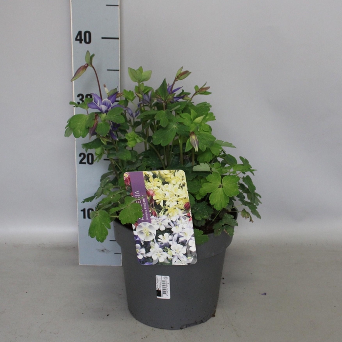<h4>vaste planten 19 cm  Aquilegia Deep Blue & White</h4>