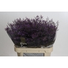 Limonium Safora Dark Blue