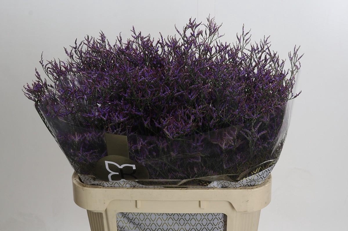 Limonium Safora Dark Blue