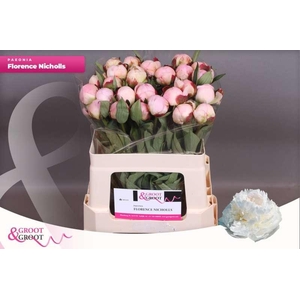 Paeonia Florence Nicholls