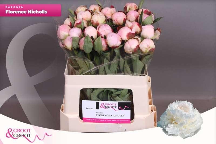 <h4>Paeonia Florence Nicholls</h4>