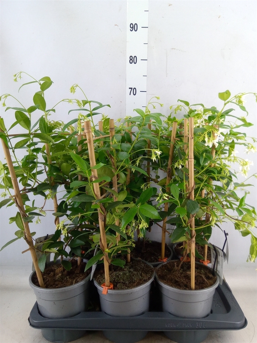 <h4>Trachelospermum jasm.</h4>