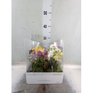 Phalaenopsis multi.   ...mix  5