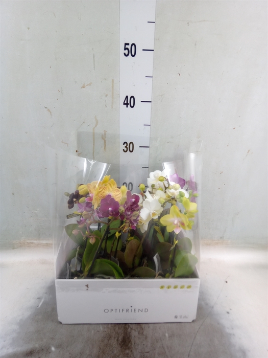 <h4>Phalaenopsis multi.   ...mix  5</h4>