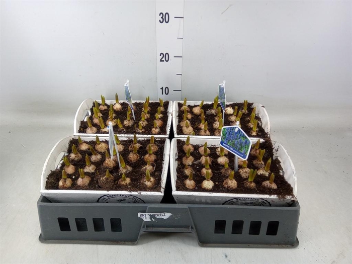 <h4>Arr. Muscari L%</h4>