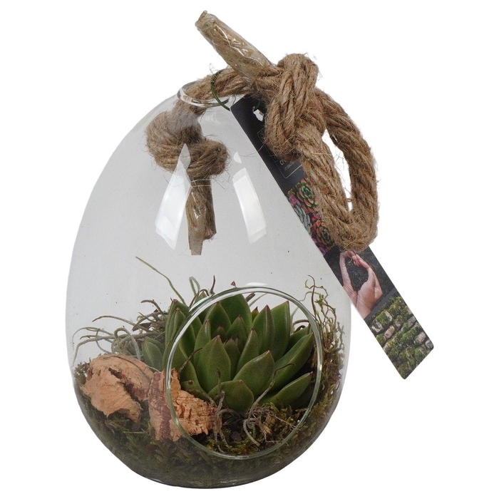 <h4>PTGIG2101 Arrangement Greens in glass in glazen ei</h4>