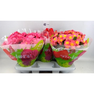 Begonia elat. HL 'Belove'   ...mix