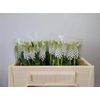 Muscari White Spear