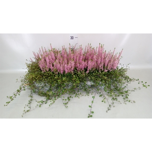 Calluna vulg. 'Beauty L Merlyn'