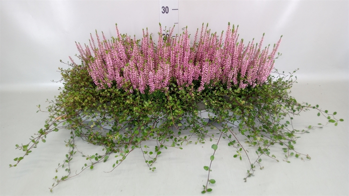 Calluna vulg. 'Beauty L Merlyn'