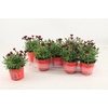 DIAN OSC DARK RED
