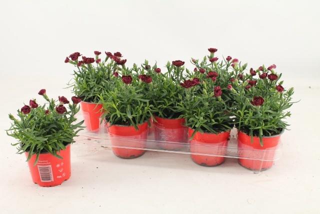 DIAN OSC DARK RED