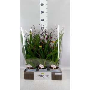 Oncidium   ...