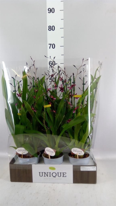 <h4>Oncidium   ...</h4>