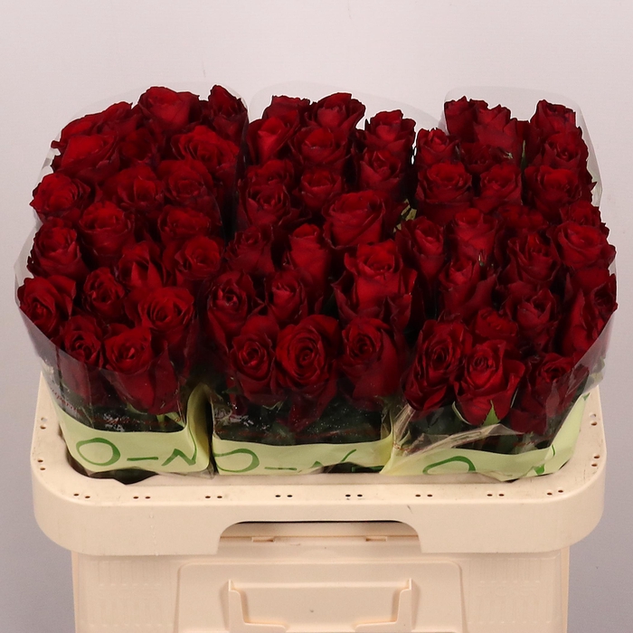 <h4>R GR EXPLORER</h4>