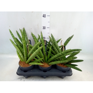 Sansevieria cyl. 'Skyline'