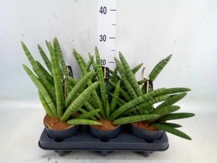 <h4>Sansevieria cyl. 'Skyline'</h4>