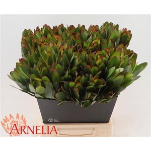 LEUCAD SAF GOLDSTRIK 50CM