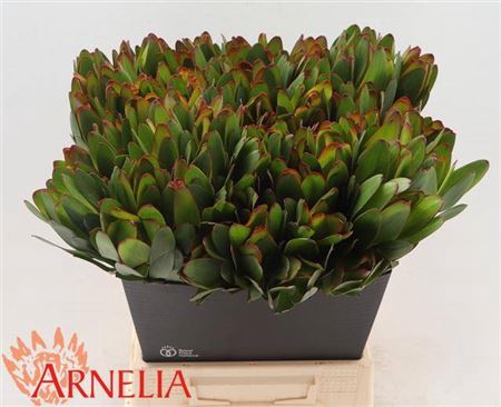 <h4>LEUCAD SAF GOLDSTRIK 50CM</h4>