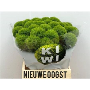 Di Barb Kiwi Mellow