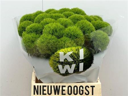 <h4>Di Barb Kiwi Mellow</h4>