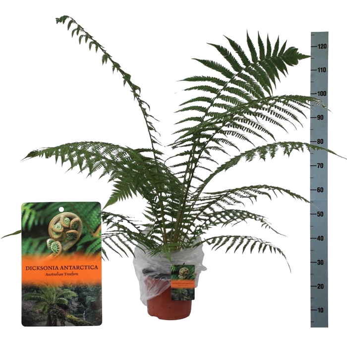 <h4>Dicksonia Antarctica (Tasmaanse Boomvaren) - single - MET hoes</h4>