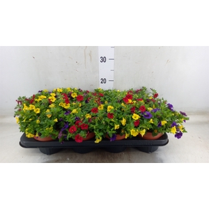 Calibrachoa  'Cabaret MM Tropican'
